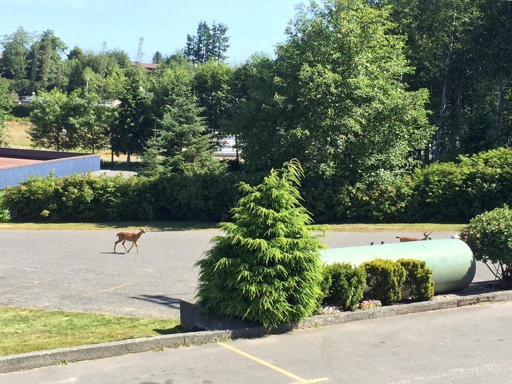 Motel Haida Way Motor Port Mcneill
